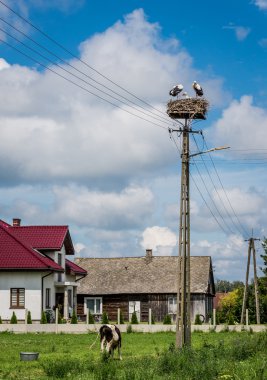 Stork in Poland clipart