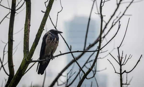 Bird on tree — Stock Photo, Image