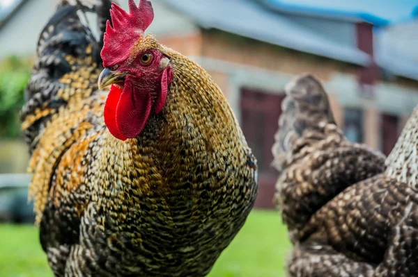 Pollos en Polonia — Foto de Stock