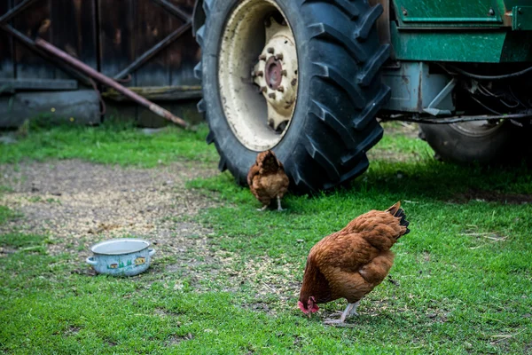 Tavuk Polonya — Stok fotoğraf