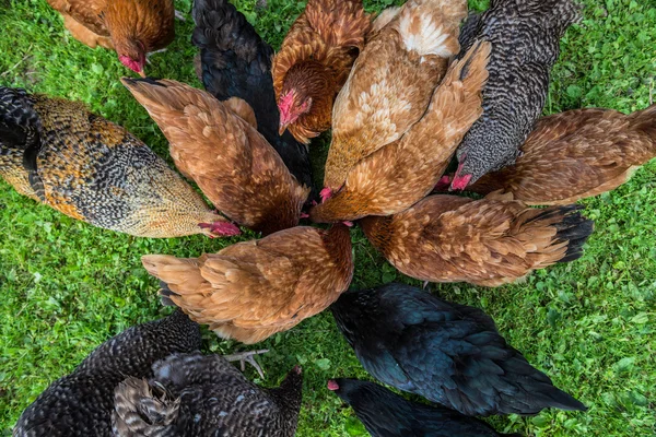 Chickens in Poland — Stock Photo, Image
