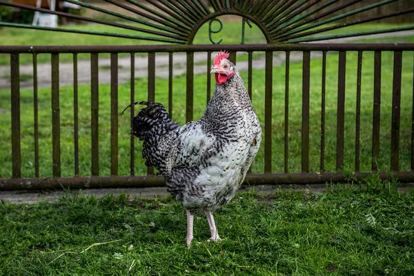 Tavuk Polonya — Stok fotoğraf