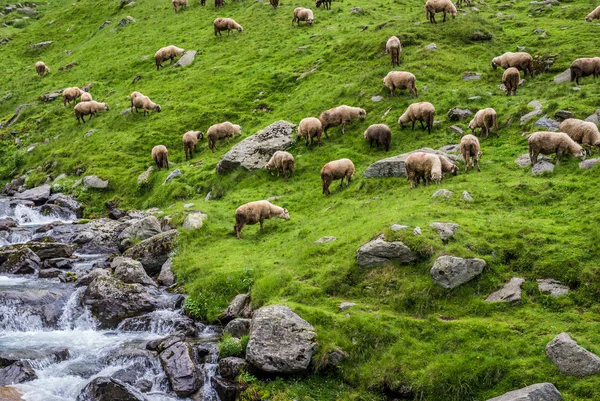 在罗马尼亚 Transfagarasan 公路 — 图库照片