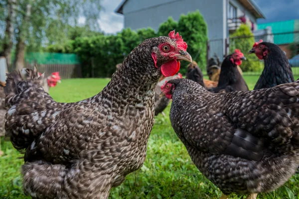 폴란드에 있는 닭 — 스톡 사진