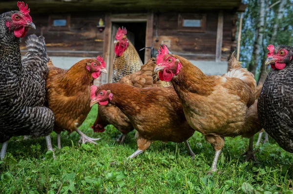 Poulets en Pologne — Photo