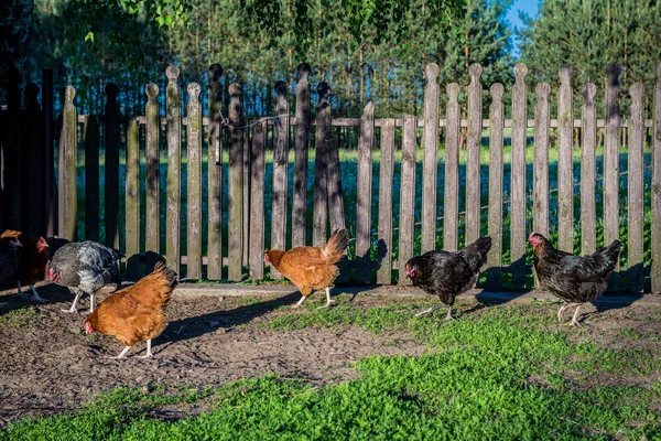 Pollos en Polonia — Foto de Stock