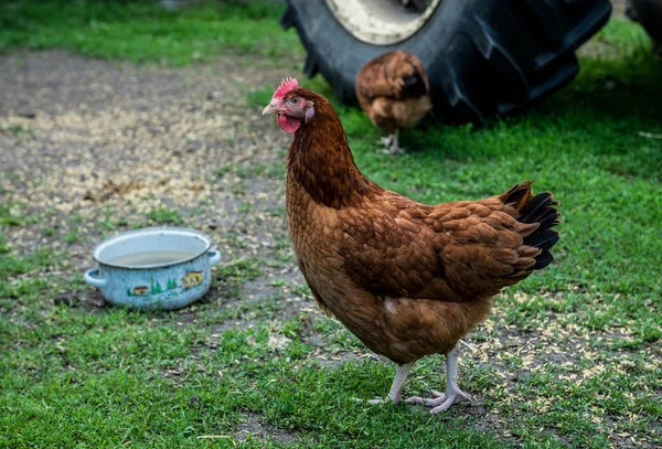 Kycklingar i Polen — Stockfoto