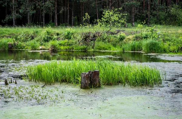 Estanque en Polonia — Foto de Stock