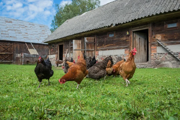 Kycklingar i Polen — Stockfoto