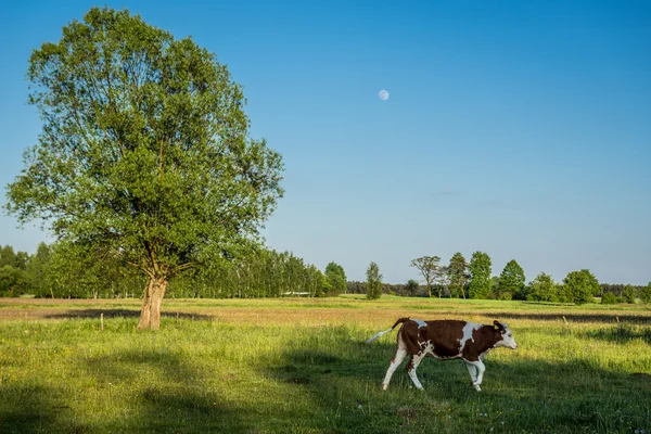 Wiese in Polen — Stockfoto