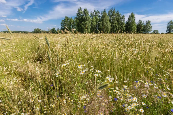 Rågfält Med Vita Kamomillblommor Provinsen Mazovia Polen — Stockfoto