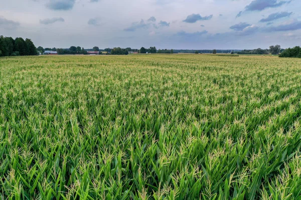 Drone View Green Maize Field Mazovia Province Poland — Stock Photo, Image