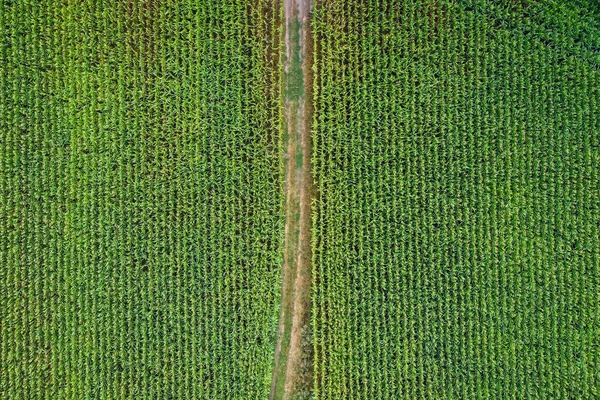Vista Panorâmica Campo Milho Verde Província Mazóvia Polónia — Fotografia de Stock