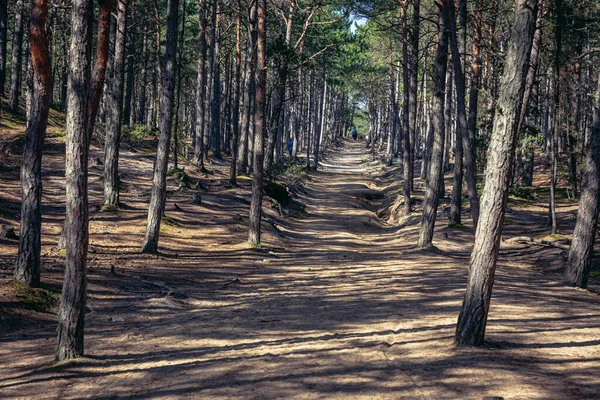 スティロ灯台への森のトレイルは ポーランドのバルト海沿岸のSarbsko Spit風景公園でビーチに — ストック写真