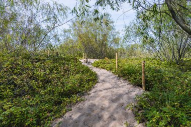 Trail in nature reserve for birds called Mewia Lacha on Sobieszewo Island, Gdansk Bay in the Baltic Sea, Poland clipart