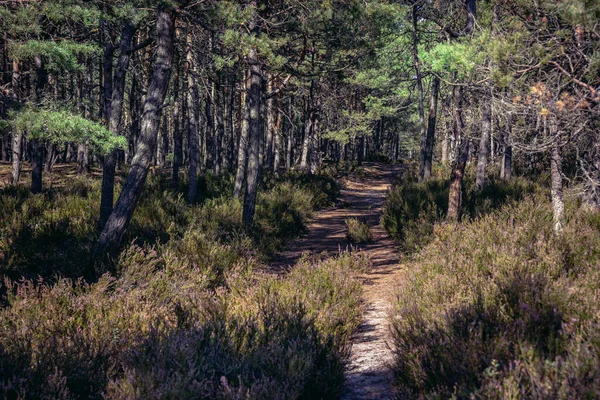 Sentier Pédestre Forêt Phare Stilo Plage Dans Parc Paysager Sarbsko — Photo