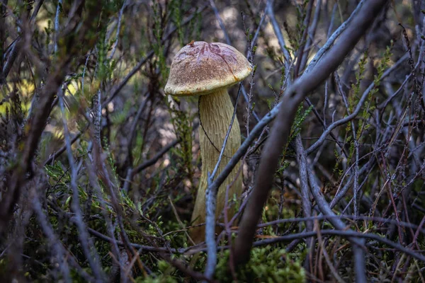 Aureoboletus Projectelus ポーランドのバルト海沿岸にあるSarbsko Spitランドスケープパークの森の中の北米原産のBolete — ストック写真