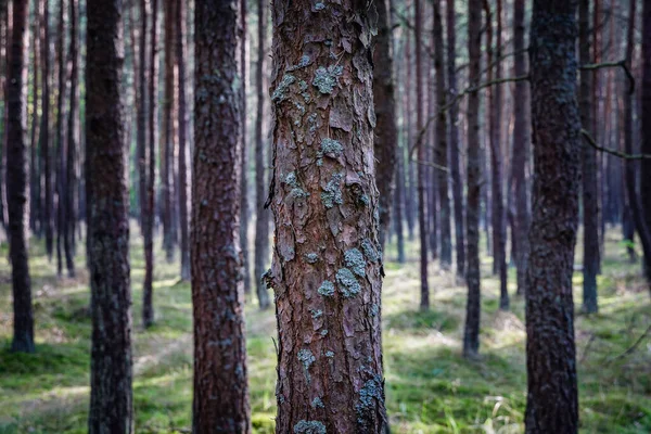 Pinos Bosque Isla Sobieszewo Parte Ciudad Gdansk Sobre Bahía Gdansk —  Fotos de Stock