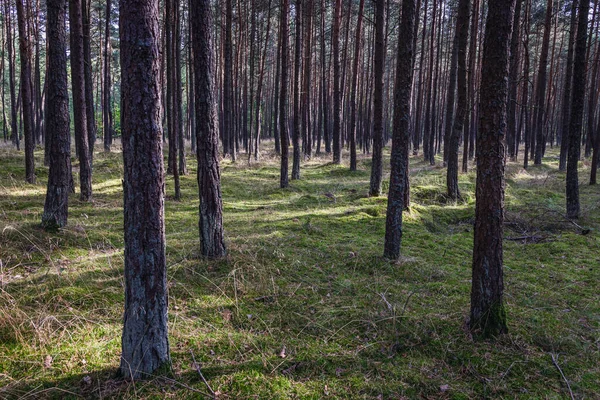 Bosque Isla Sobieszewo Parte Ciudad Gdansk Sobre Bahía Gdansk Mar —  Fotos de Stock