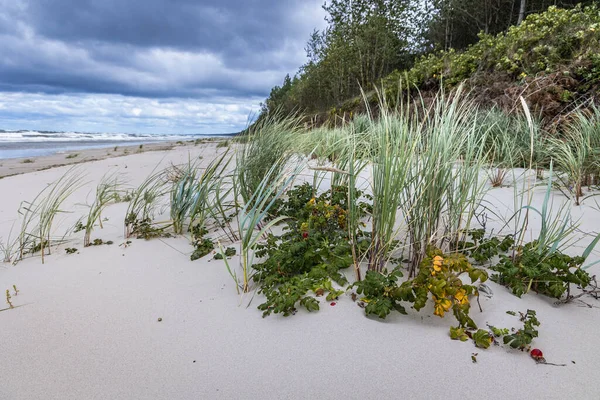 Дикі Троянди Пляжі Балтійського Моря Віслинській Протоці Між Віслинською Затокою — стокове фото