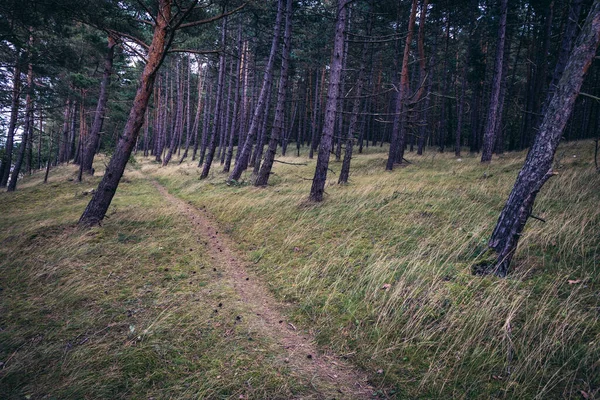 Sendero Bosque Una Duna Vistula Spit Entre Laguna Del Vístula —  Fotos de Stock