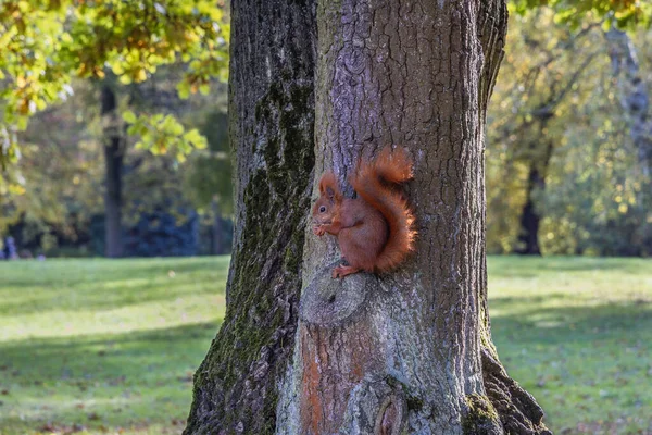 라지엔 공원의 나무에 다람쥐 폴란드의 바르샤바에 목욕탕 — 스톡 사진