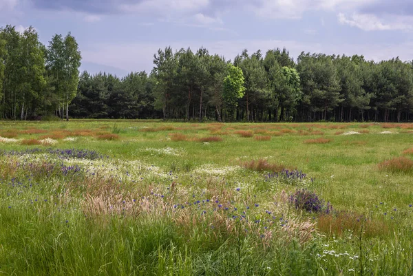 Bosque Prado Con Flores Mazowsze Región Polonia — Foto de Stock