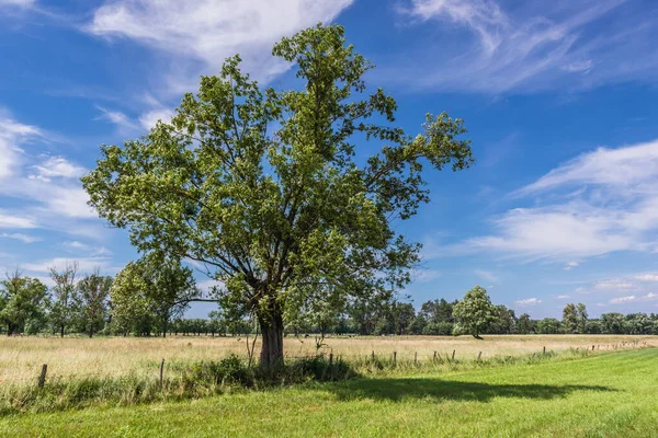 Одиноке Дерево Літній Луці Мазовце Польща — стокове фото