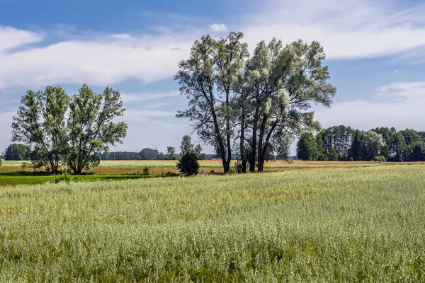 Vue Été Sur Champ Avoine Zone Rurale Région Mazowsze Pologne — Photo