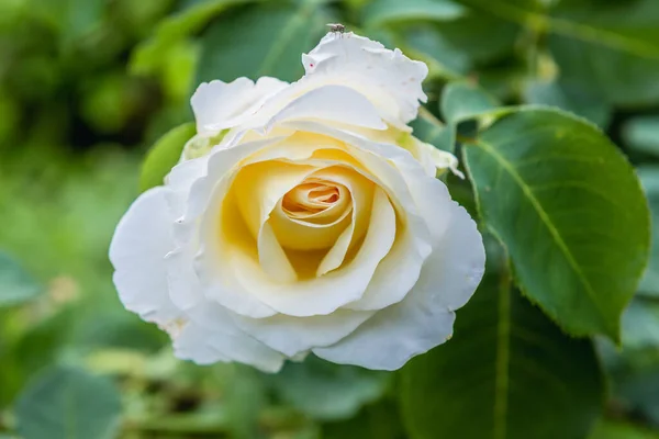 Close Blossoming Rose Flower Backyard Garden Poland — Stock Photo, Image