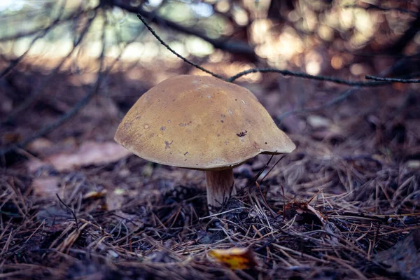 Cogumelo Comestível Uma Floresta Região Mazowsze Polônia — Fotografia de Stock