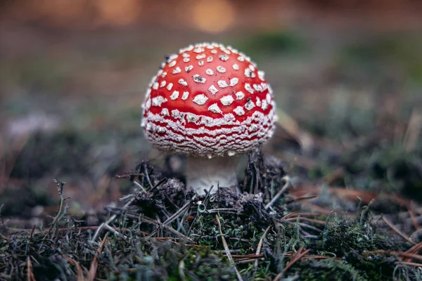 Vlieg Agaric Ook Wel Vliegen Amanita Een Klein Bos Mazowsze — Stockfoto