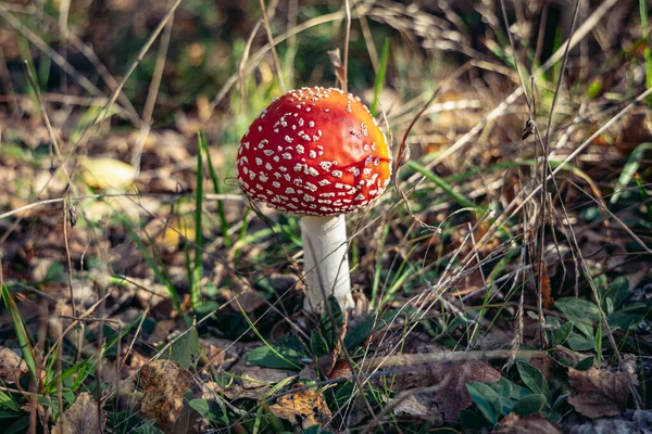 Fly Agaric Anche Chiamato Fly Amanita Fungo Non Commestibile Una — Foto Stock