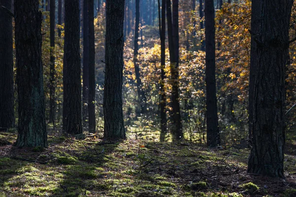 Wald Bei Okuniew Kleines Dorf Der Nähe Von Warschau Polen — Stockfoto