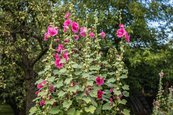 Bloeiende Roze Hollyhock Bloemen Tijdens Zomer Polen — Stockfoto