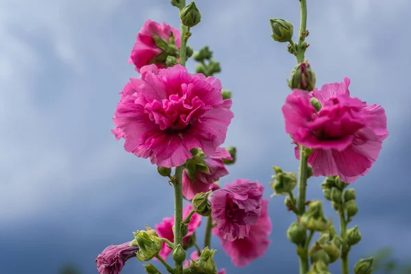 Floraison Fleurs Rose Hollyhock Pendant Été Pologne — Photo