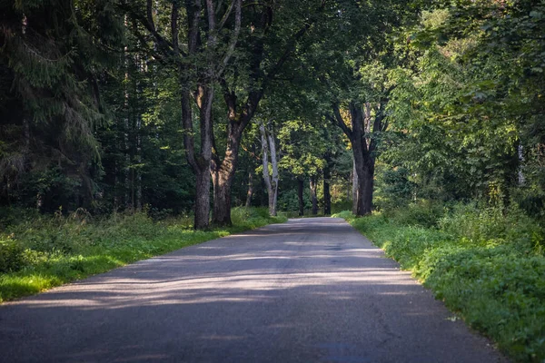 Polonya Nın Warmia Mazury Bölgesinde Ağaçlar Arasında Kırsal Yol — Stok fotoğraf