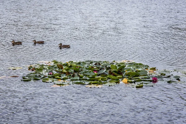 Ducks Lillies Stoborowe Lake Wejherowo Town Kashubia Region Part Pomerania — Stock Photo, Image