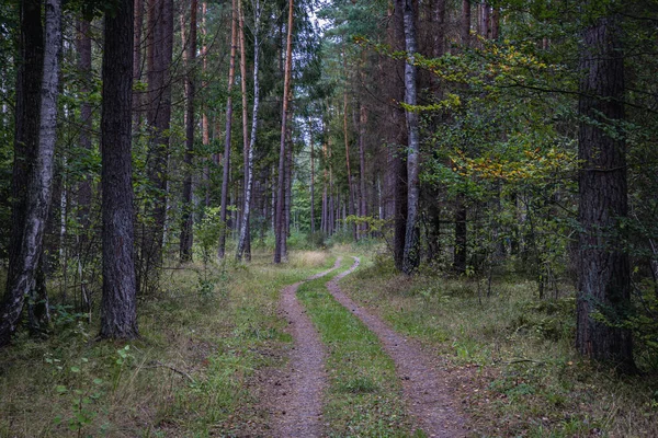 Δασικό Μονοπάτι Στην Άγρια Φύση Darzlubska Κοντά Στην Πόλη Wejherowo — Φωτογραφία Αρχείου