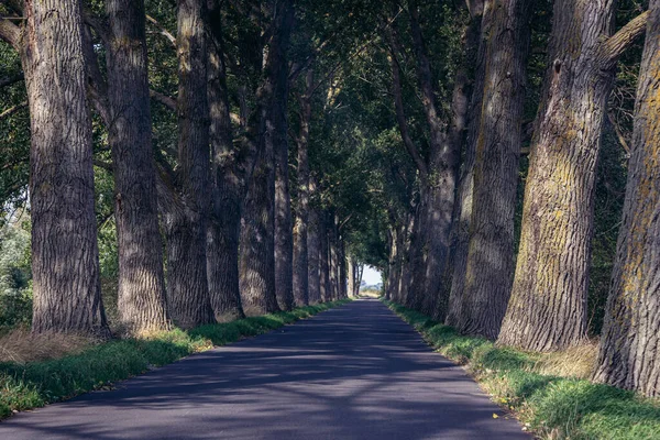 Route Entre Vieux Arbres Menant Île Sobieszewo Partie Ville Gdansk — Photo