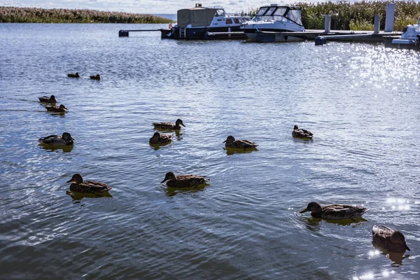 Ducks Port Katy Rybackie Small Village Located Vistula Lagoon Gdansk — Stock Photo, Image