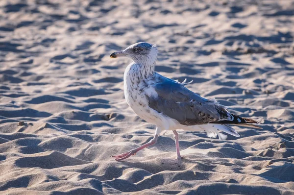 Möwe Strand Swinemünde Über Der Ostsee Polen — Stockfoto