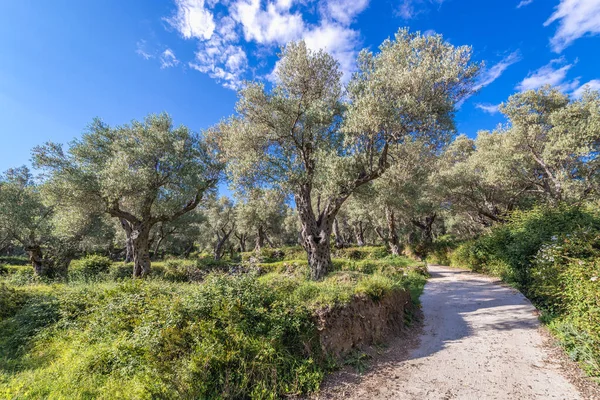 Strada Grande Piantagione Ulivi Vicino Bar Città Montenegro — Foto Stock