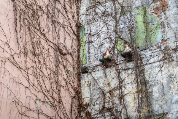 Hühnerfiguren Der Hauswand Der Podmurna Straße Der Altstadt Von Torun — Stockfoto