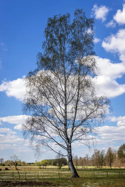 Signe Birke Auf Einer Weide Der Polnischen Region Mazowsze — Stockfoto