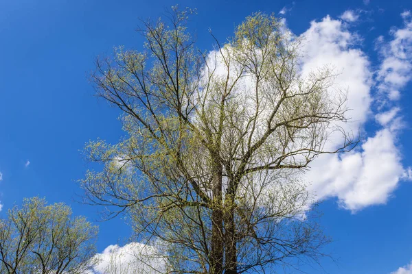 Baum Vor Blauem Himmel Der Polnischen Region Mazowsze — Stockfoto