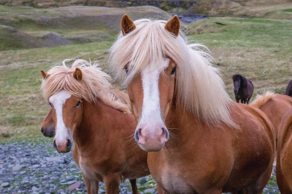 Portret Van Ijslandse Paarden Gezien Een Zogenaamde Ring Road Het — Stockfoto