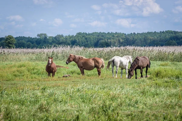 Konie Pastwisku Nad Narewem Terenie Parku Narodowego Narew Polsce — Zdjęcie stockowe