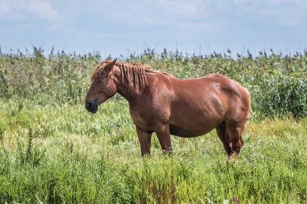 Koń Pastwisku Nad Narewem Terenie Parku Narodowego Narew Polsce — Zdjęcie stockowe