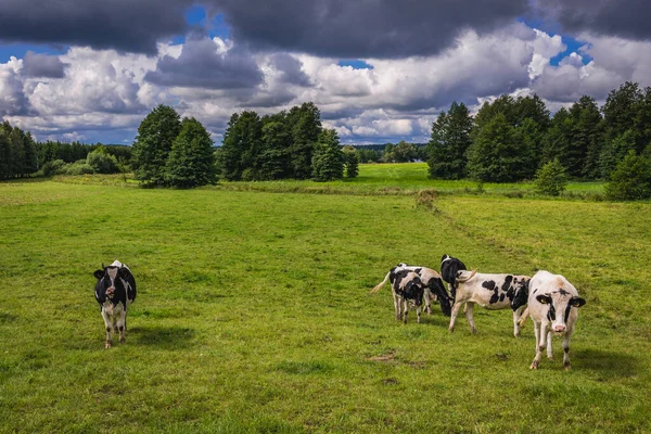 Grupo Vacas Pastizal Región Masuria Polonia —  Fotos de Stock